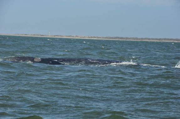 Enorme baleia cinzenta passa perto do nosso barco em Puerto López Mateos, na Baja California - México